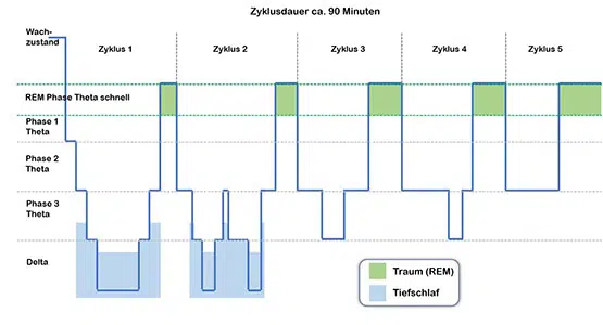 Natürlichee Schlafrhythmus, welcher in Schlafzyklen und Schlafphasen unterteilt ist