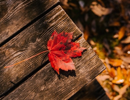 selbstheilungskraefte-aktivieren-herbst-laub selbstheilungskraefte-aktivieren-herbst-laub