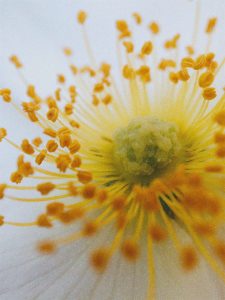 dm-harmonics-blume-pollen